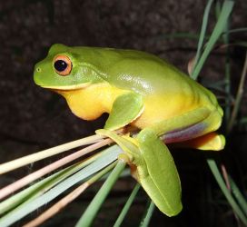 Red-eyed Tree Frog Litoria chloris adult